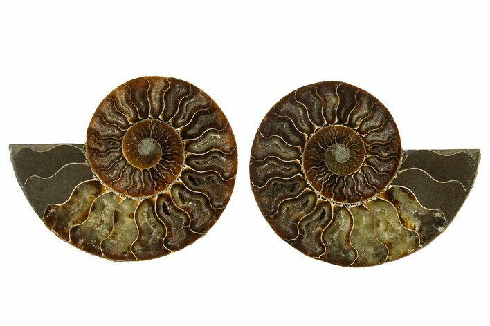 Cut & Polished, Crystal-Filled Ammonite Fossil - Madagascar #336836